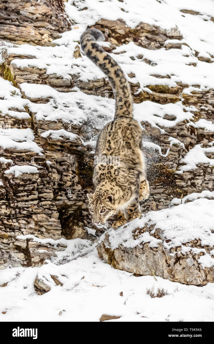 Le léopard des neiges est un grand chat des chaînes de montagnes d'Asie centrale et du Sud dans les zones alpines à une altitude de 10 000 à 15 000 pieds. Banque D'Images
