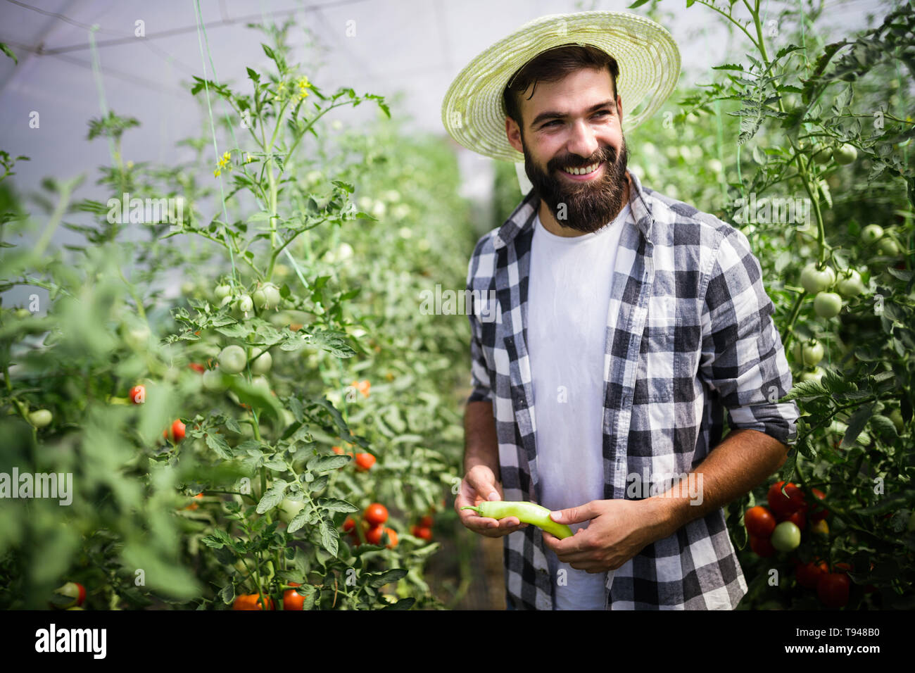 Caucasian farmer paprika préparation de son jardin serre Banque D'Images