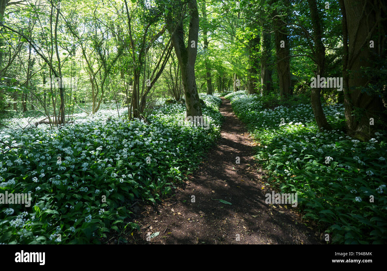 La floraison l'ail sauvage, Allium ursinum, également connu sous le nom de ramsons, croissante à côté d'un sentier en forêt décidue sur une journée ensoleillée en mai près du village Banque D'Images