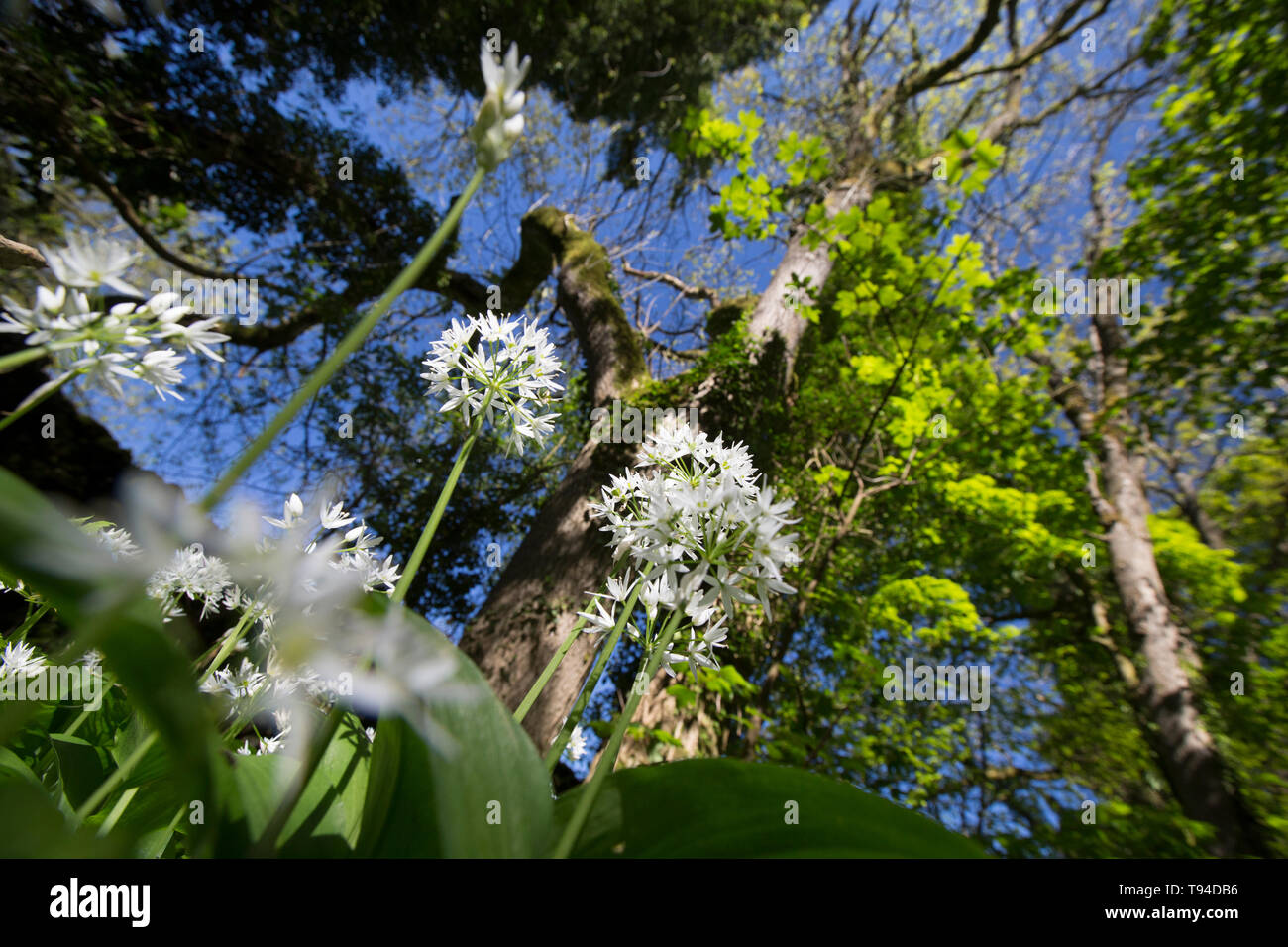 La floraison l'ail sauvage, Allium ursinum, également connu sous le nom de ramsons, forêts de feuillus à croissance sur une journée ensoleillée en mai près du village de Silverdale dans L Banque D'Images