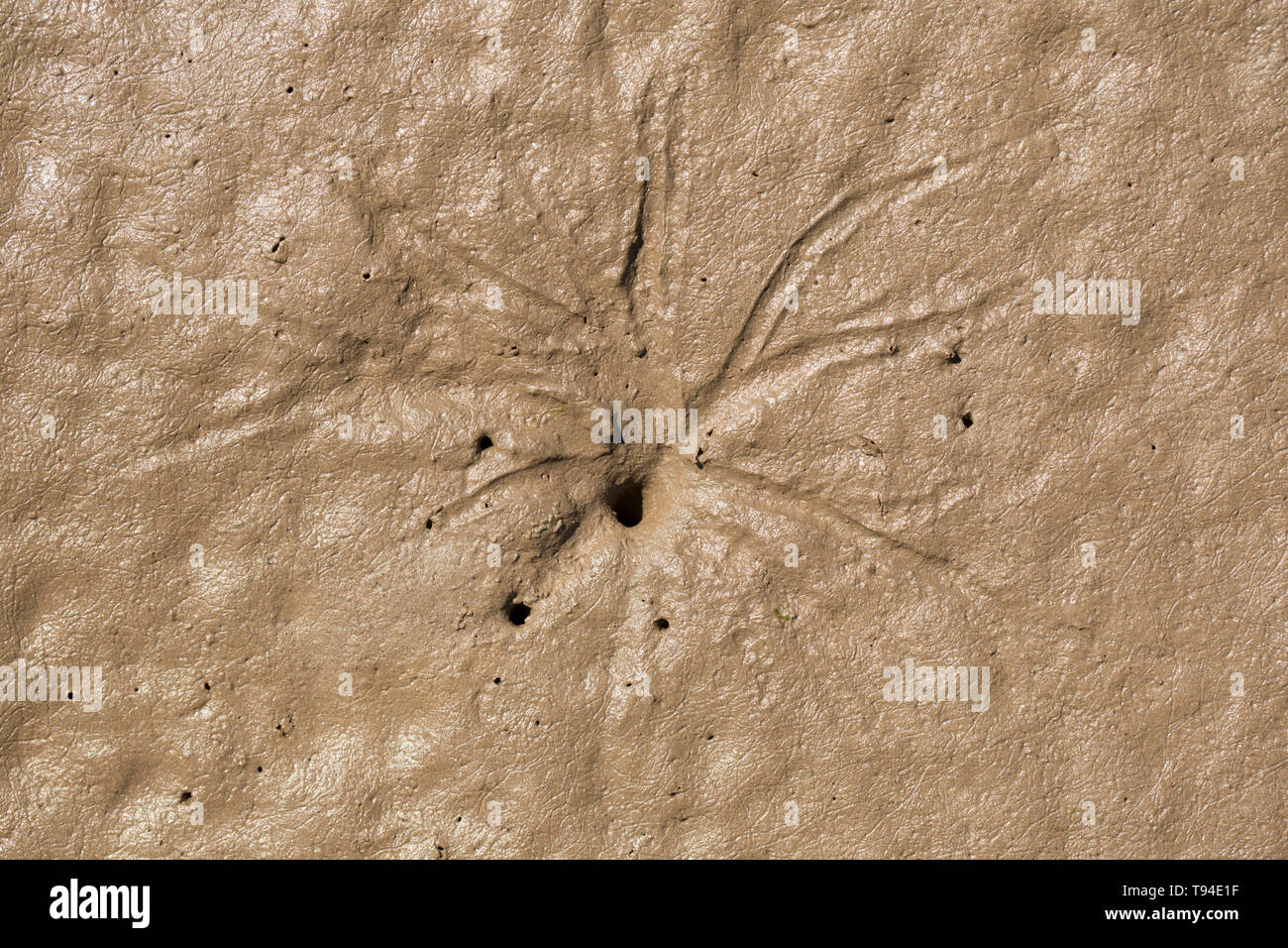 Les schémas en étoile autour d'un trou dans les eaux estuariennes de boue qui ont été faites par les siphons d'un sillon poivrées, shell Scrobicularia plana, lorsqu'il a été Banque D'Images