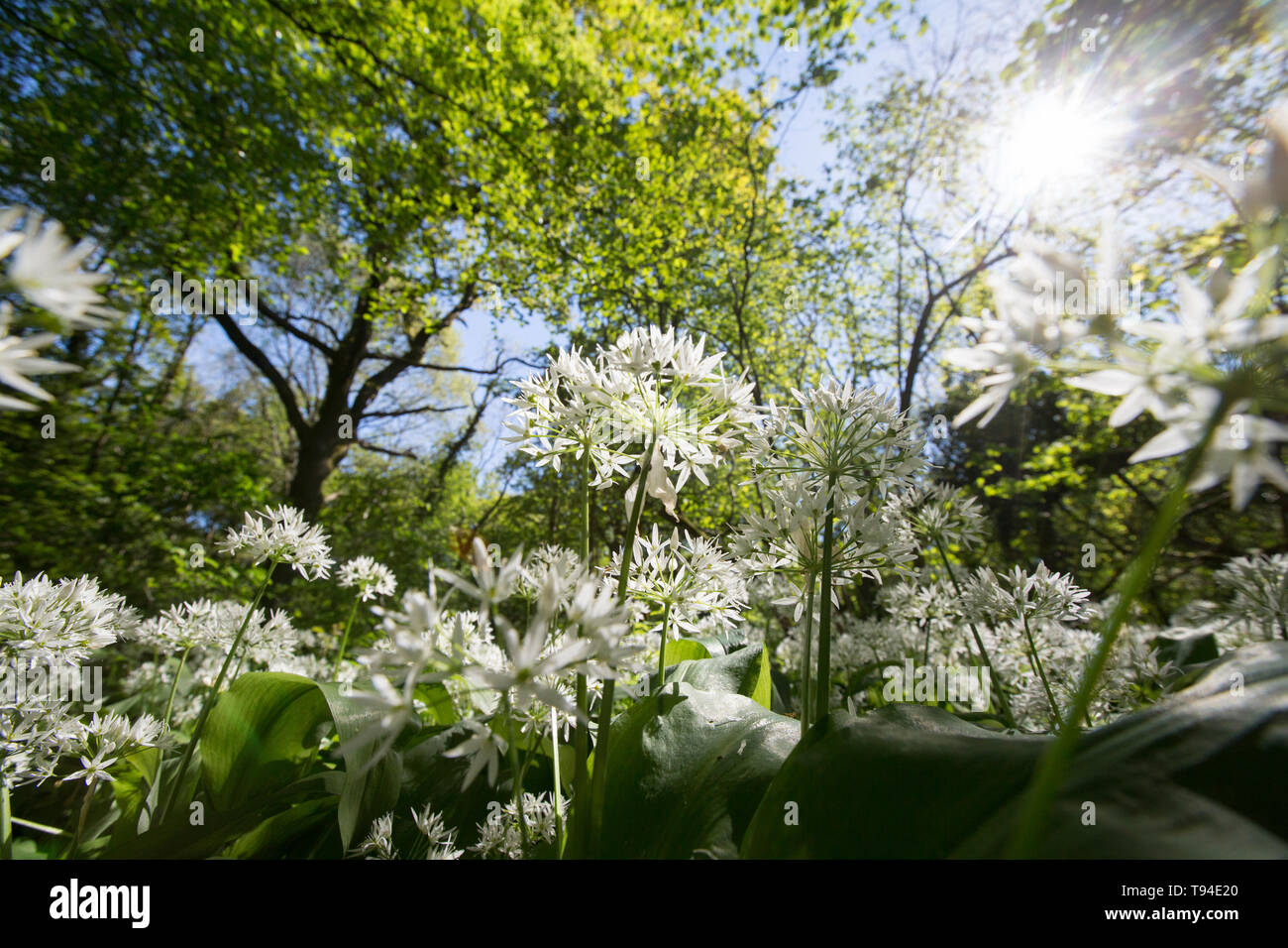 La floraison l'ail sauvage, Allium ursinum, également connu sous le nom de ramsons, forêts de feuillus à croissance sur une journée ensoleillée en mai près du village de Silverdale dans L Banque D'Images