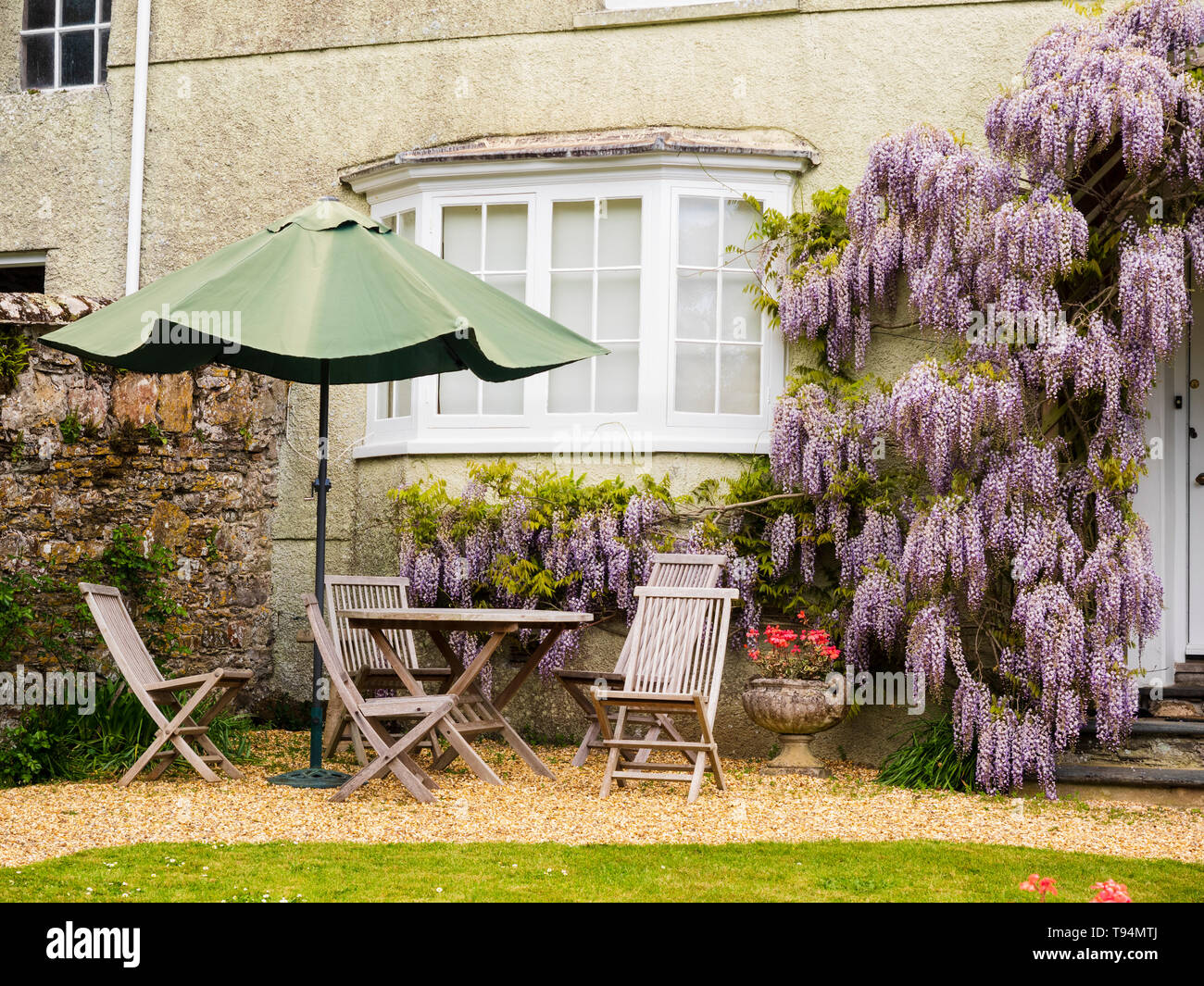 Wisteria floribunda sur la façade complète le coin repas en plein air d'une petite maison de vacances à Mothecombe, South Devon, UK Banque D'Images