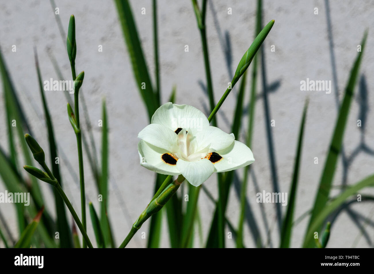 Dietes bicolor (diversement appelé iris africains ou les 15 jours lily) est une touffe rhizomateuse formant des plantes vivaces avec l'épée longue-comme partie vert pâle Banque D'Images