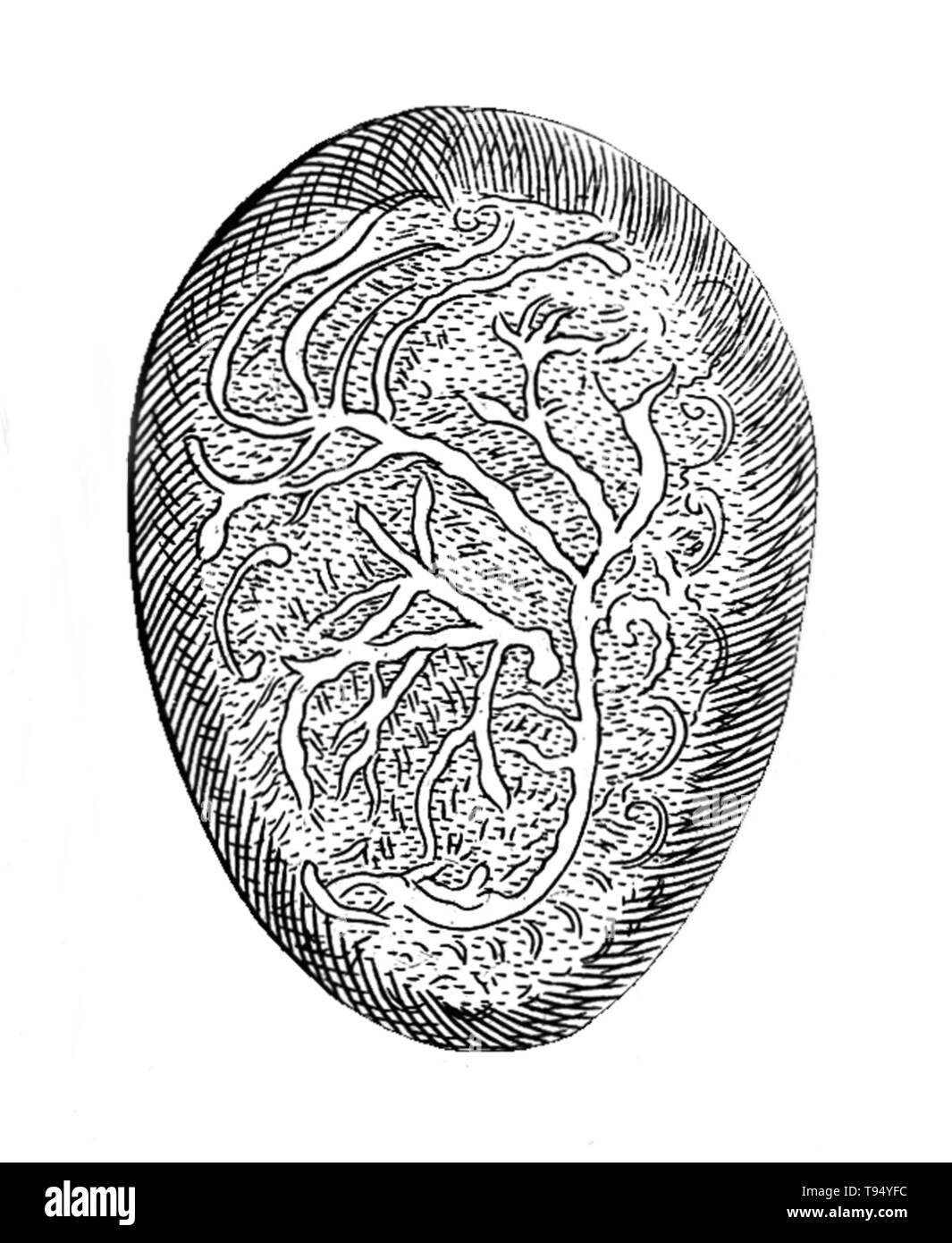 Gravure d'un embryon. 'Les nerfs provenant de l'arrière et dispersés dans l'ensemble'. À partir de 'Speculum matricis hybernicum, ou, les Irlandais de sages-femmes servante catechistically" composé par James Wolveridge, M.D. Date de publication : 1671. Banque D'Images