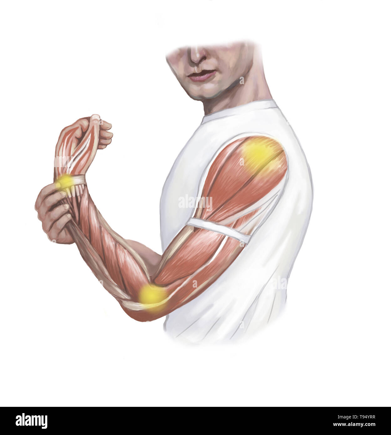 Une illustration de l'homme au bras, en particulier l'épaule, coude, poignet et. Banque D'Images