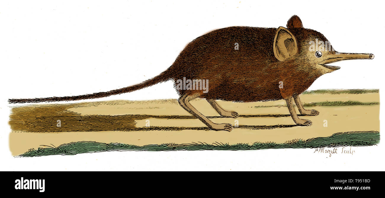 Un éléphant shrew avec une longue trompe. Gravure par Peter Mazell. Peter Mazell était un peintre et graveur, travaillant à Londres entre c. 1761 et 1797. Banque D'Images