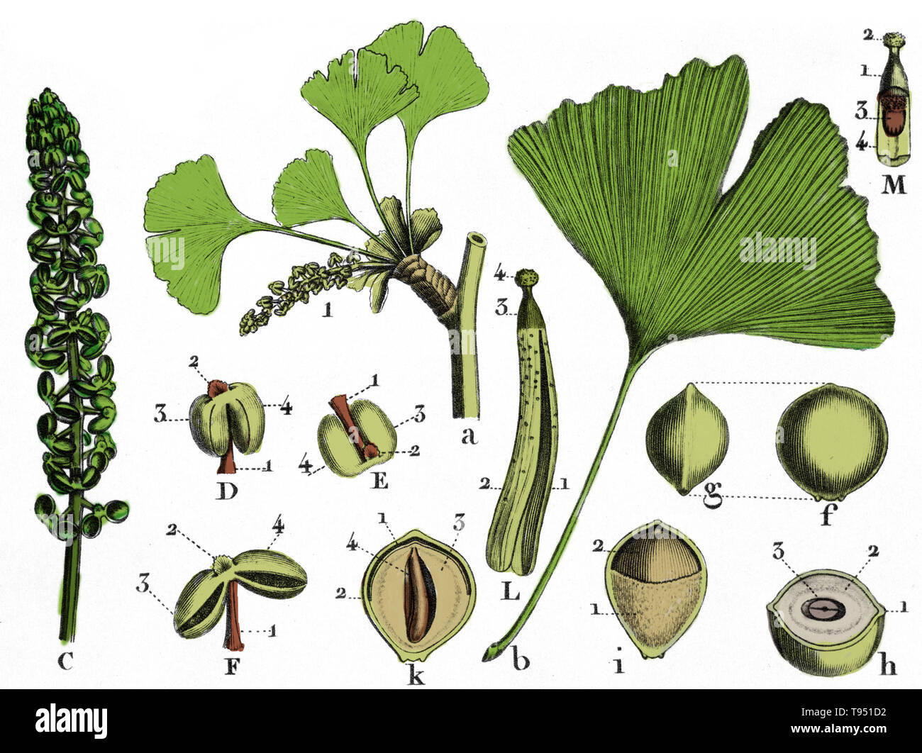 Le Ginkgo biloba par Louis Claude Marie Richard (le 17 septembre. 1754 - 6 juin 1821) un botaniste français et illustrateur botanique. Le ginkgo est un genre de plantes à fleurs non inhabituelle. Le nom scientifique est également utilisé comme le nom anglais. L'ordre auquel il appartient, Ginkgoales, est apparu dans le permien, il y a 270 millions d'années, peut-être dérivé de seed ferns' de l'ordre Peltaspermales. Banque D'Images