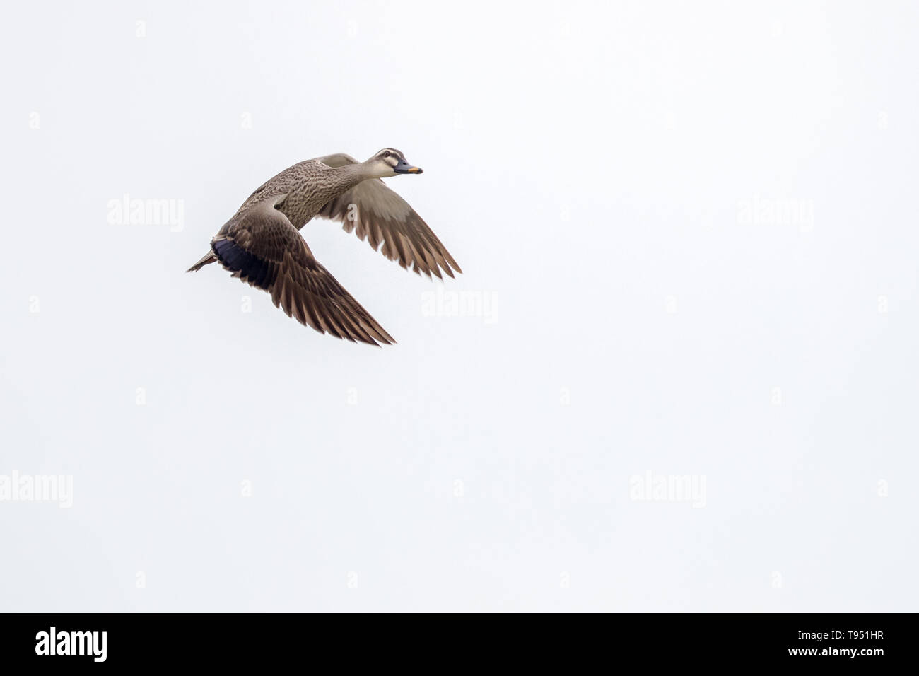 Oiseau en vol - Spot-billed Duck chinois Banque D'Images