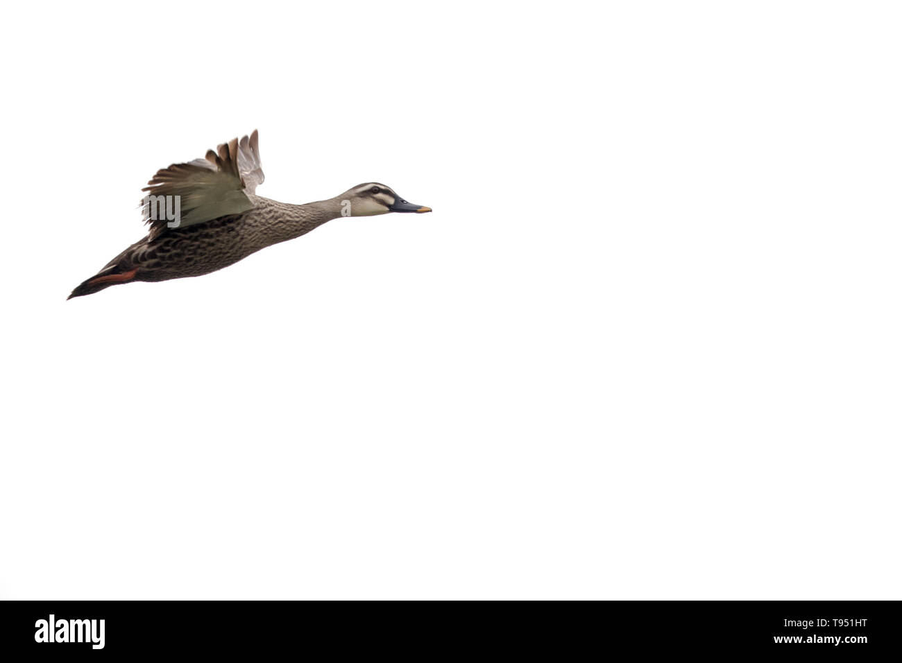 Oiseau en vol - Spot-billed Duck chinois Banque D'Images