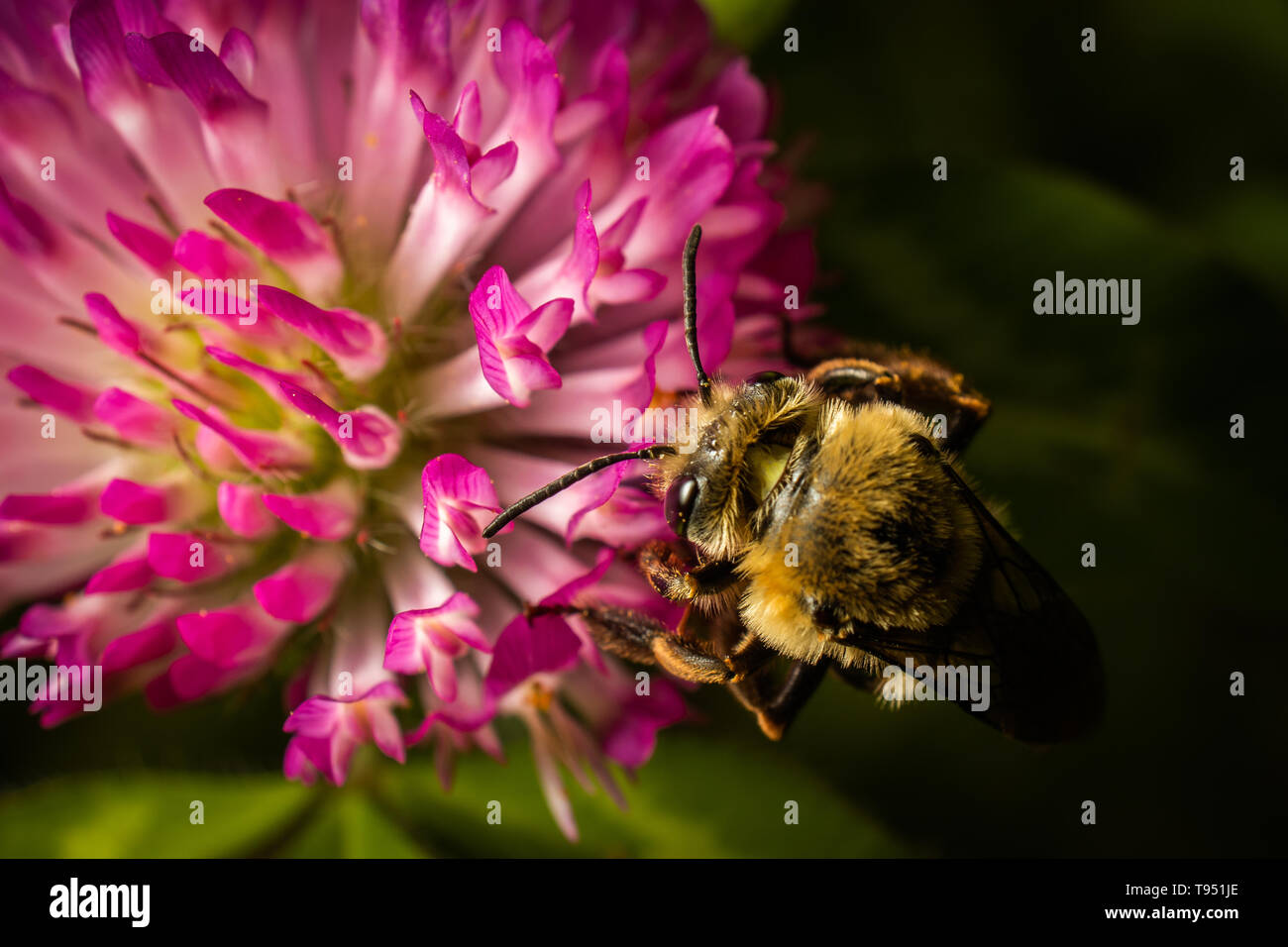 Recherche d'un bourdon pollen sur une fleur de trèfle rouge. Banque D'Images