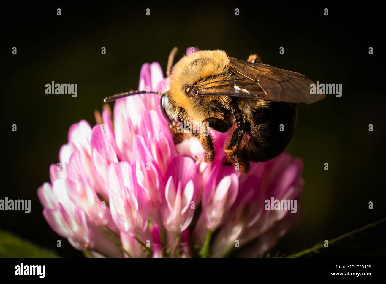 Recherche d'un bourdon pollen sur une fleur de trèfle rouge. Banque D'Images