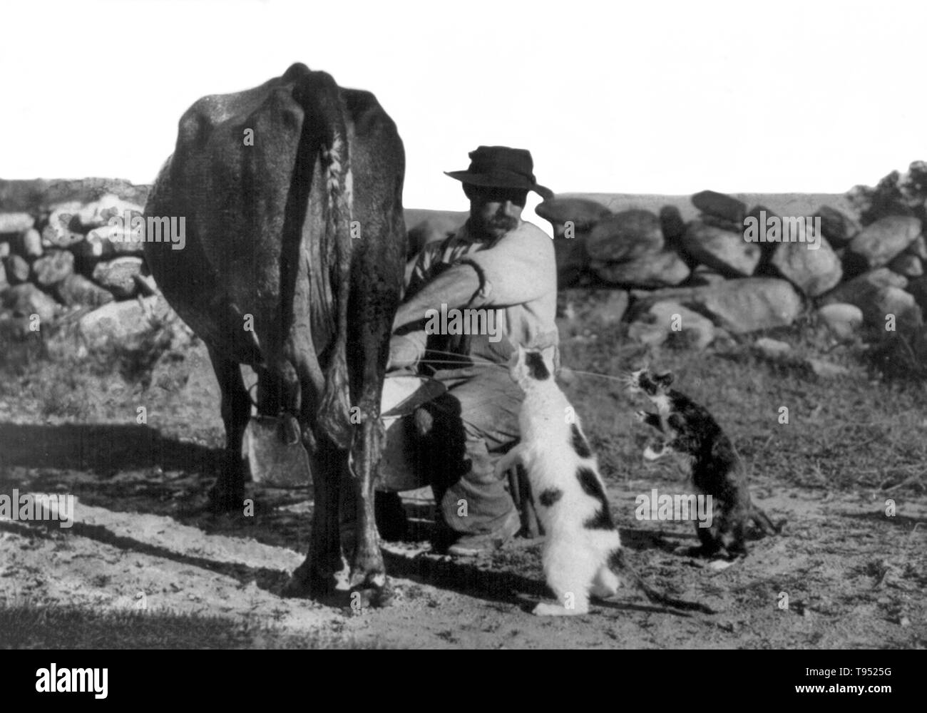 Intitulé : "producteur au consommateur" montre l'homme, à Milford, New Hampshire, traire une vache et lait serrant dans la bouche des deux chats debout sur ses pattes. La traite est le fait de retirer le lait des glandes mammaires des vaches, buffles, chèvres, moutons et, plus rarement, des chameaux, des chevaux et des ânes. La traite peut être fait à la main ou à la machine, et nécessite l'animal à être actuellement ou récemment enceinte. Le trayeur peut renvoyer à l'animal qui produit du lait ou de la personne qui trait ledit animal. Photographié par J. P. Proctor, 1909. Banque D'Images