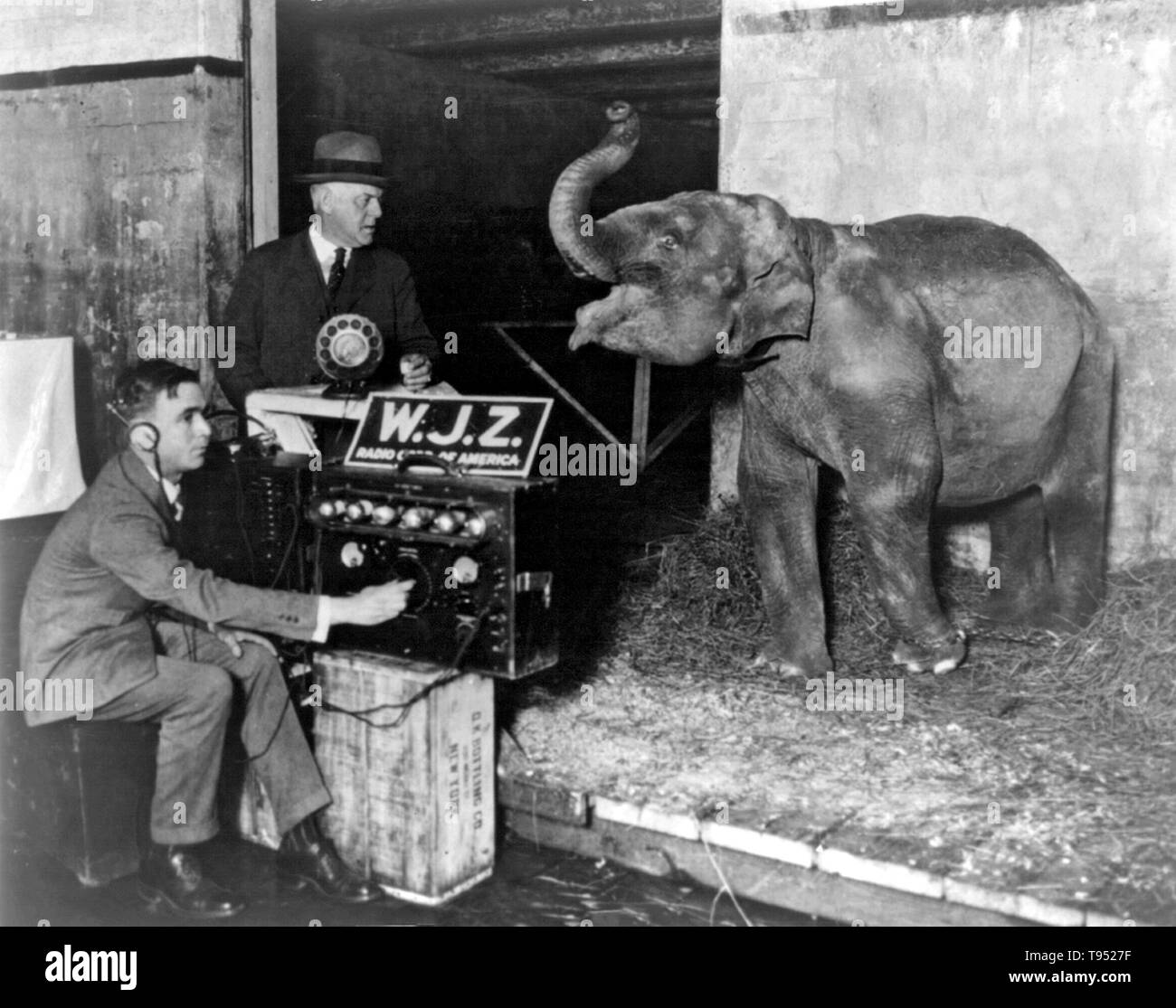 Intitulé : 'Circus diffusé par radio pour la première fois montre Dolly, un enfant de deux ans l'éléphant, répétant son 'chant' avant le microphone dans le Madison Square Garden pour la diffusion de la Grande (Cirque Ringling Brothers, Barnum & Bailey) devant être envoyée par TV5 MONDE ORIENT ; un homme regarde l'éléphant comme un ingénieur radio exploite les commandes de la radio. Photographié par Underwood & Underwood, 1925. Banque D'Images