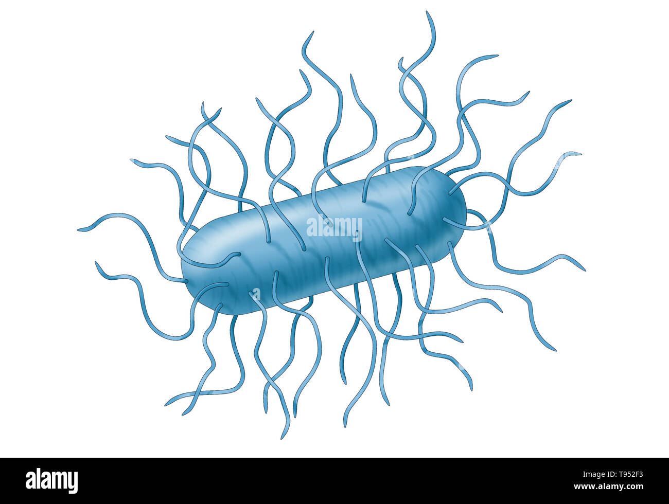 La bactérie E. coli. Escherichia coli est une bactérie gram-négatif, anaérobies facultatifs, forme de tige, les coliformes Bactéries du genre Escherichia qui est généralement trouvé dans le côlon des organismes à sang chaud (endothermes). La plupart des souches de E. coli sont inoffensives, mais certains sérotypes peuvent causer de graves intoxications alimentaires chez leurs hôtes, et sont parfois responsables de rappels de produits en raison de la contamination des aliments. Banque D'Images