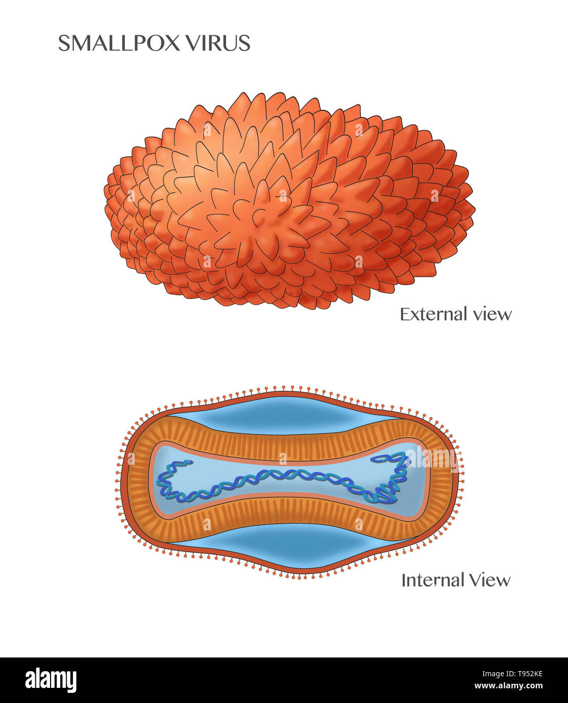 Illustration de l'étiquette le virus de la variole, montrant une vue externe (en haut) et la structure interne (en bas). Banque D'Images