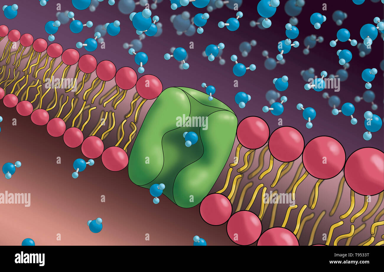 Aquaporines a également appelé les canaux, sont des protéines membranaires intégrales d'une grande famille de protéines intrinsèques majeurs qui forment des pores dans la membrane des cellules biologiques et permettent à l'eau de circuler entre les cellules. Banque D'Images