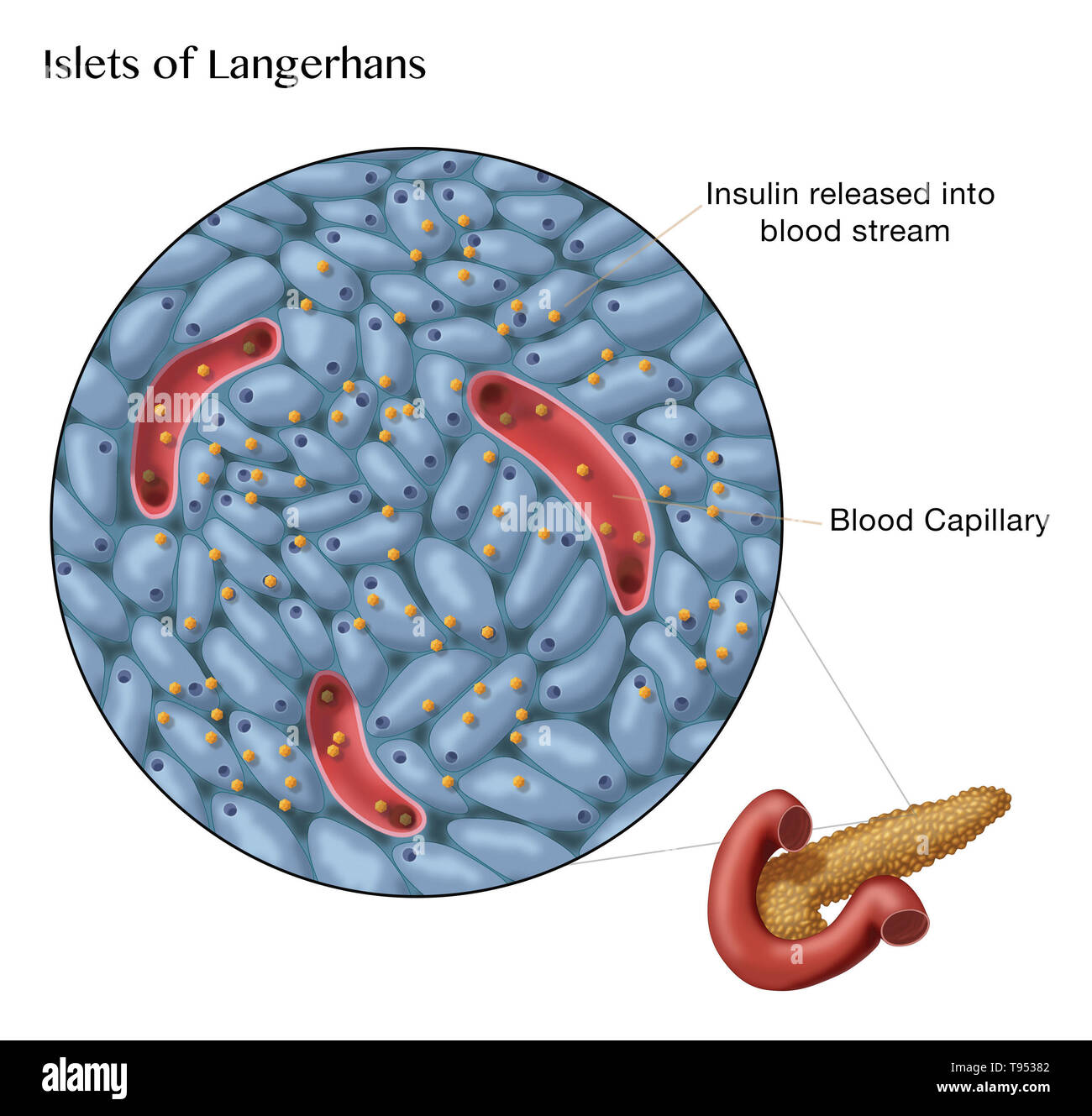 Illustration d'îlots de Langerhans en bonne santé. Banque D'Images