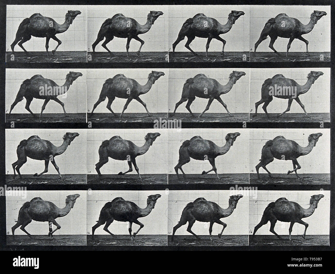 Arrêter-action des photographies d'un chameau fonctionnant par Eadweard Muybridge (1830-1904). Muybridge était un photographe anglais connu pour son travail de pionnier dans le domaine des études du mouvement photographique et cinématographique en projection. Son travail de pionnier sur la traction animale en 1877 et 1878 utilisé plusieurs caméras pour capter les mouvements dans l'action-stop des photographies. Dans les années 1880, il est entré dans une période très productive à l'Université de Pennsylvanie à Philadelphie, produisant plus de 100 000 images d'animaux et l'homme en mouvement, de capturer ce que l'oeil humain ne peut distinguer que des mouvements séparés. Banque D'Images