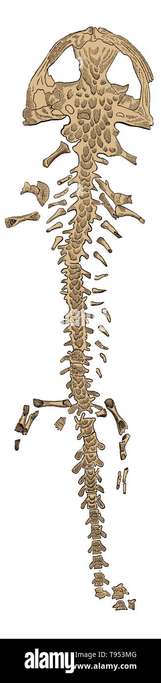 Squelette d'une espèce Grande salamandre (Andrias scheuchzeri), trouvés dans un bloc de calcaire Tertiaire près d'Oeningen, Suisse, en 1725. On a d'abord pensé à être le squelette d'un homme qui s'était noyé pendant le Déluge biblique. Illustration de Louis Figuier a le monde avant le déluge, 1867 American edition. Banque D'Images