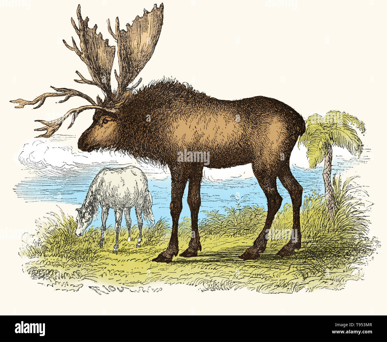 Sivatherium, reconstruit à partir d'un crâne fossile, de Louis Figuier a le monde avant le déluge, 1867 American edition. Que l'on croyait être un gigantesque cerf, il est maintenant regroupé avec les girafes et est connu pour avoir ressemblé à l'okapi. Sivatherium vivaient en Afrique et dans le sous-continent indien, à partir de la fin du Pliocène jusqu'à il y a environ 10 000 ans. Banque D'Images