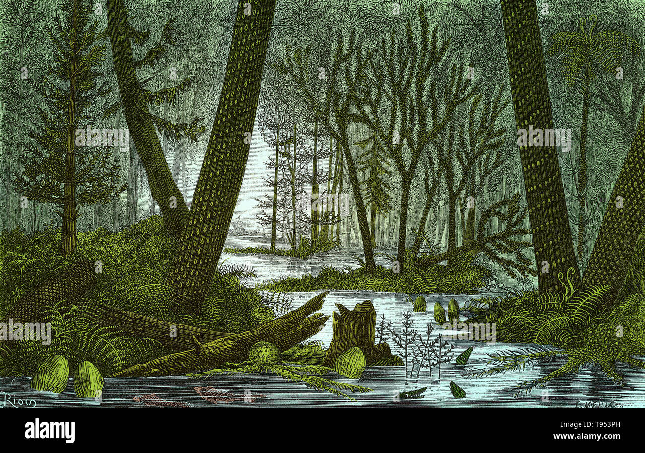Voir l'idéal d'une forêt marécageuse de la période du charbon, de Louis Figuier a le monde avant le déluge, 1867 American edition. Sur la droite sont Lepidodendron Sigillaria et arbres, avec une fougère arborescente passant entre eux. Sur la gauche sont un autre Sigillaria, un Sphenophyllum et d'un conifère. D'autres plantes sont visibles, Asterophyllites Calamites et herbacées de fougères. Un peu de poisson et les amphibiens primitifs Archegosaurus sont dans l'eau. Banque D'Images