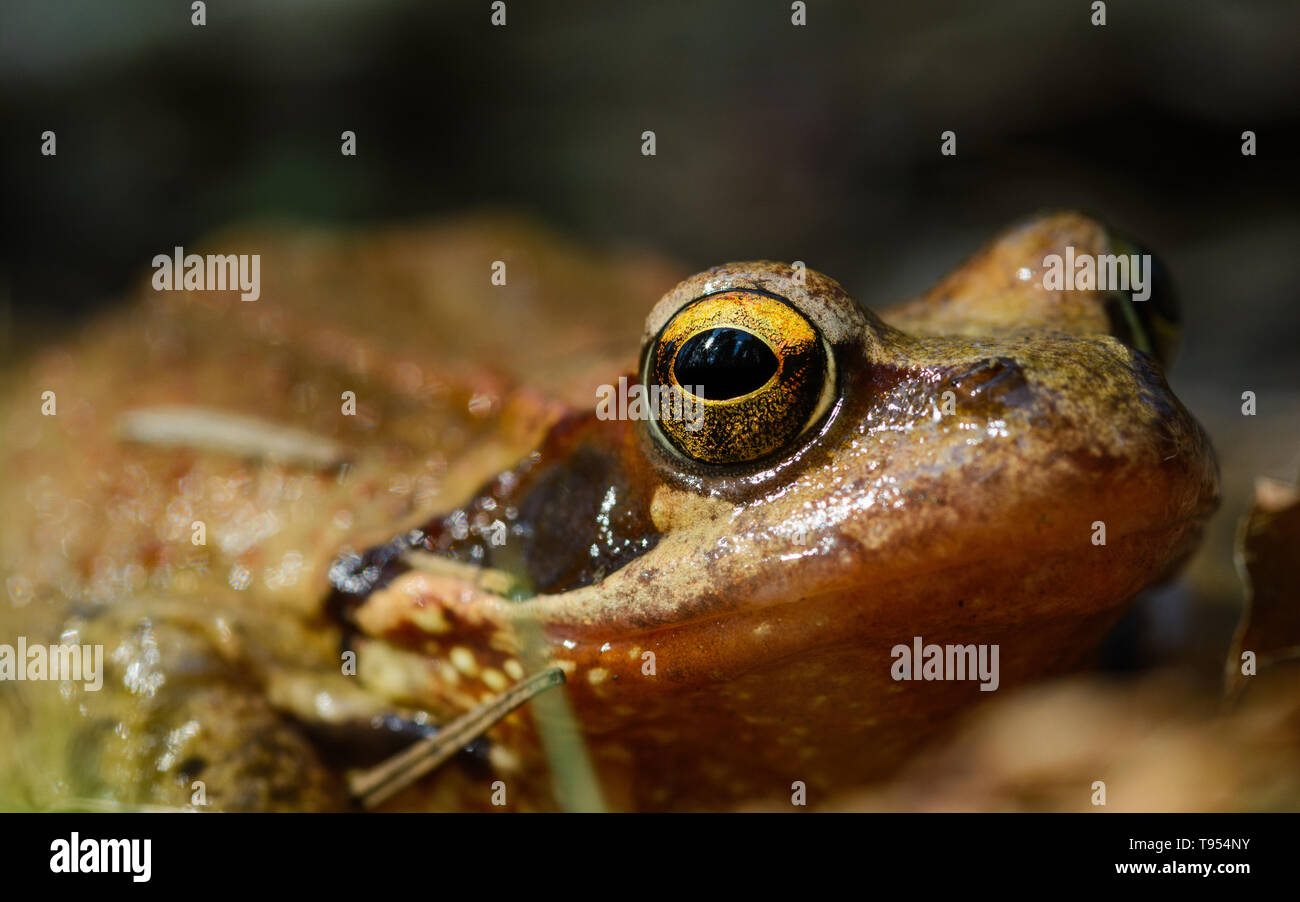 Macro Portrait de crapaud commun sur le terrain tête et de grands yeux close up. Habitent la forêt au pied de la montagne près de Gamsknogel Adlgaß, Inzell Banque D'Images