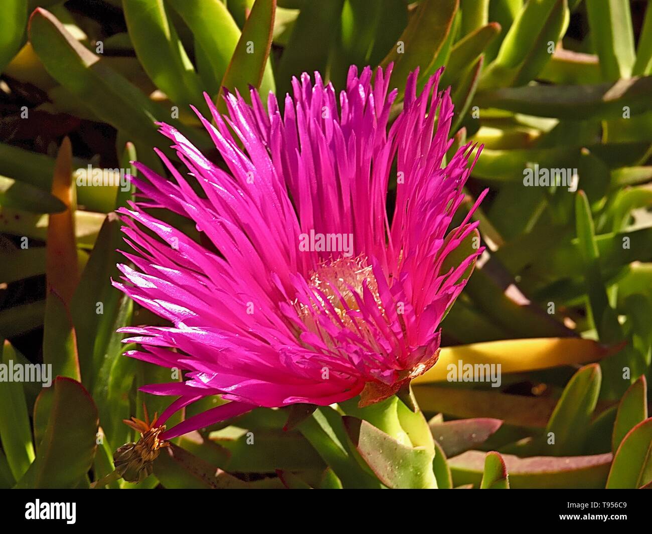 Blooming rose fleurs succulentes, midi ou Delospermum sutherlandii Banque D'Images