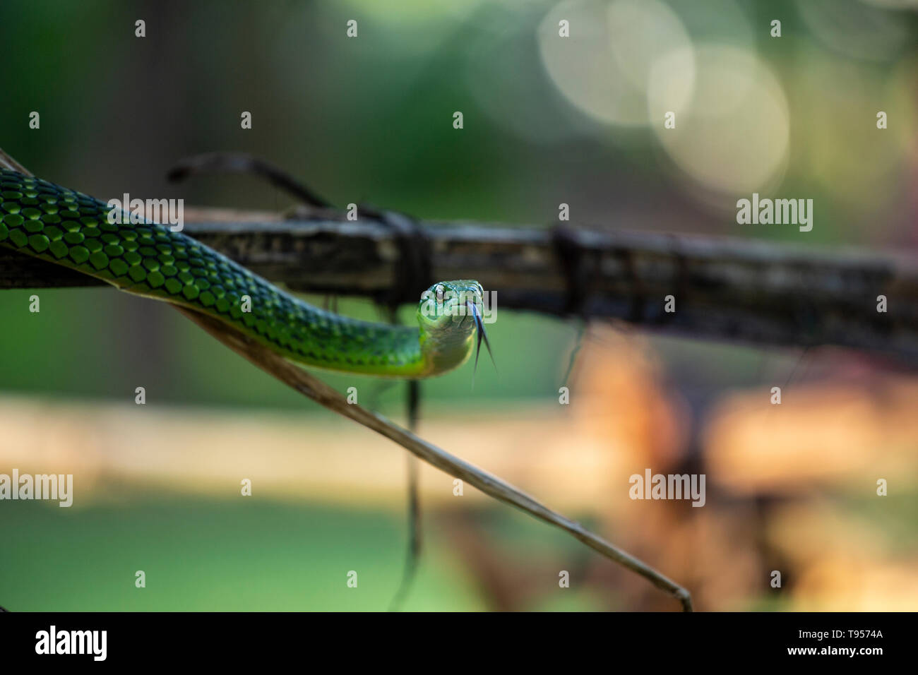 Serpent vert l'Angola avec la langue, c'est Banque D'Images