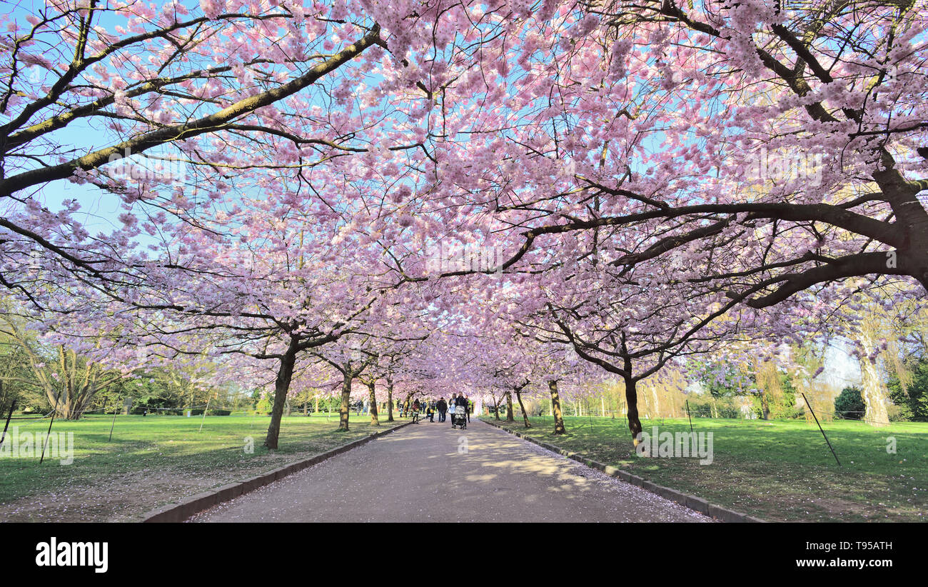 Photographié dans le cimetière Bispebjerg Danemark Copenhague, avril 2019 cerisiers en fleurs à la meilleure Banque D'Images