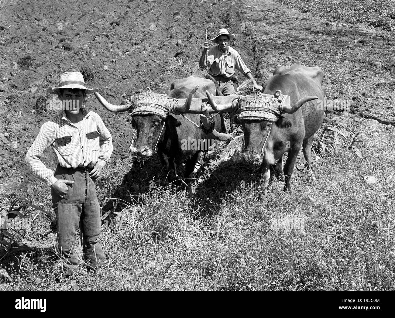 Les agriculteurs espagnols avec des boeufs de labour agriculture Andalousie Espagne 1950 Banque D'Images