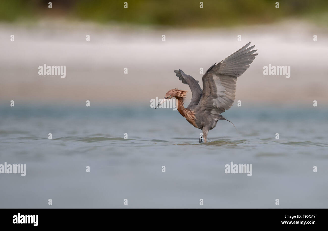 Aigrette rougeâtre sur la plage pêche Banque D'Images