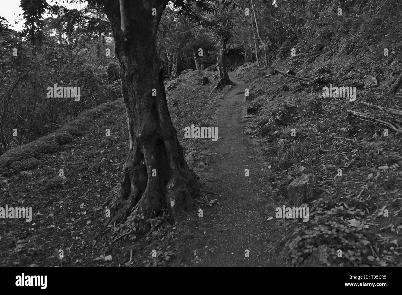 Quinta das Lagrimas Garden chemins à Coimbra. Portugal Banque D'Images