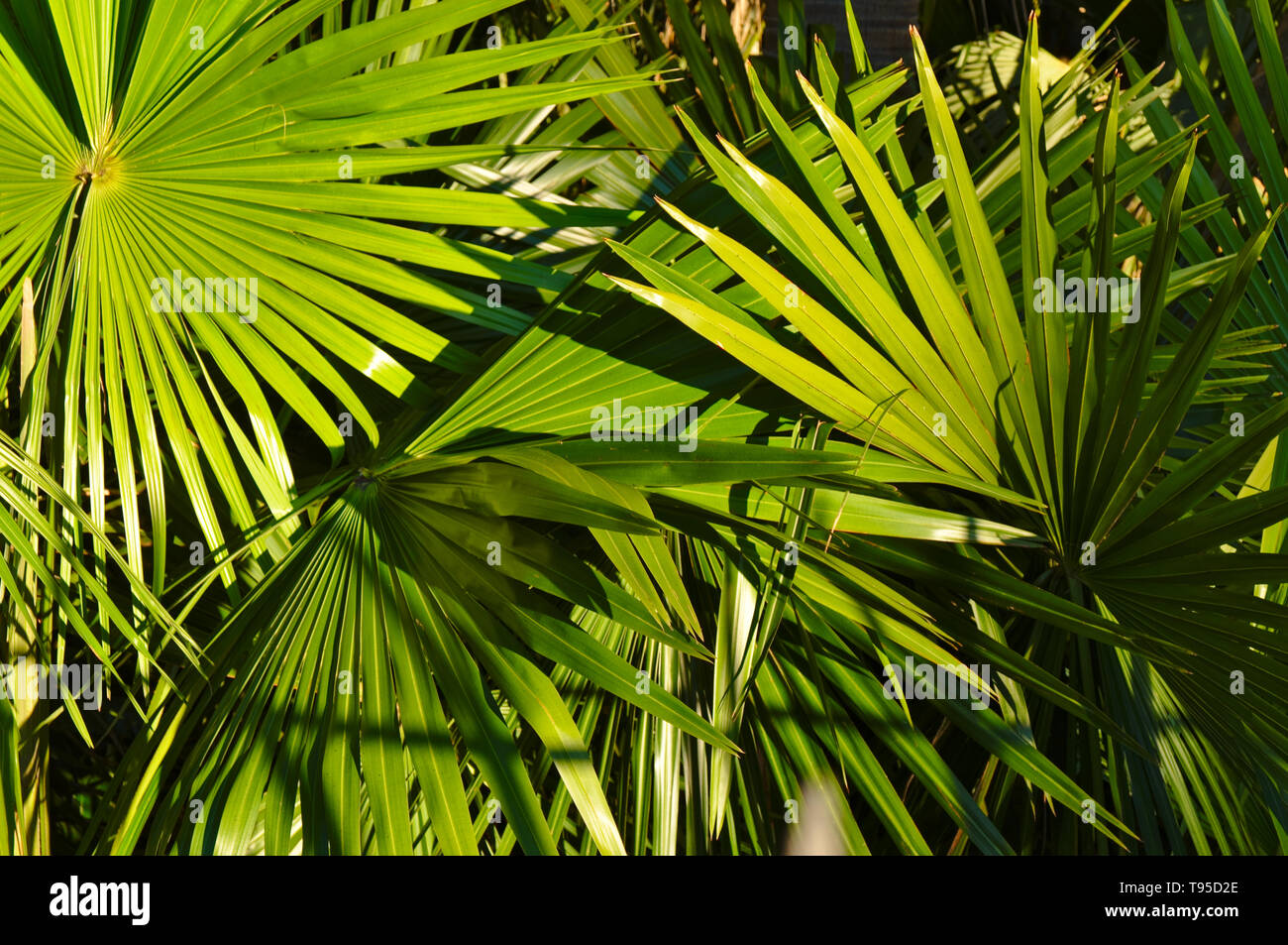 Palmier fond naturel. Texture naturelle et fonds collection Photo Stock -  Alamy