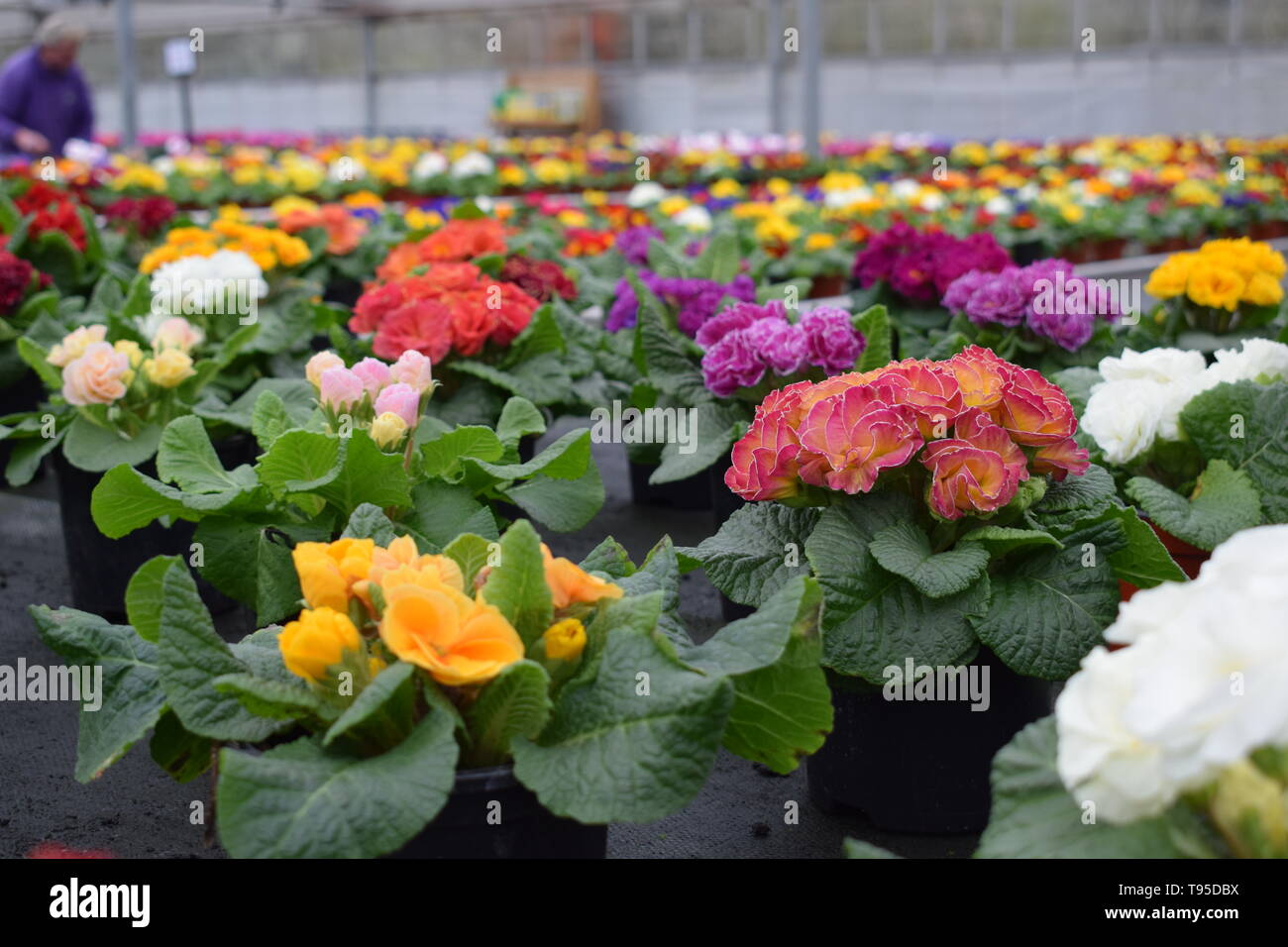 Fleurs, plantes d'été et de la literie Banque D'Images