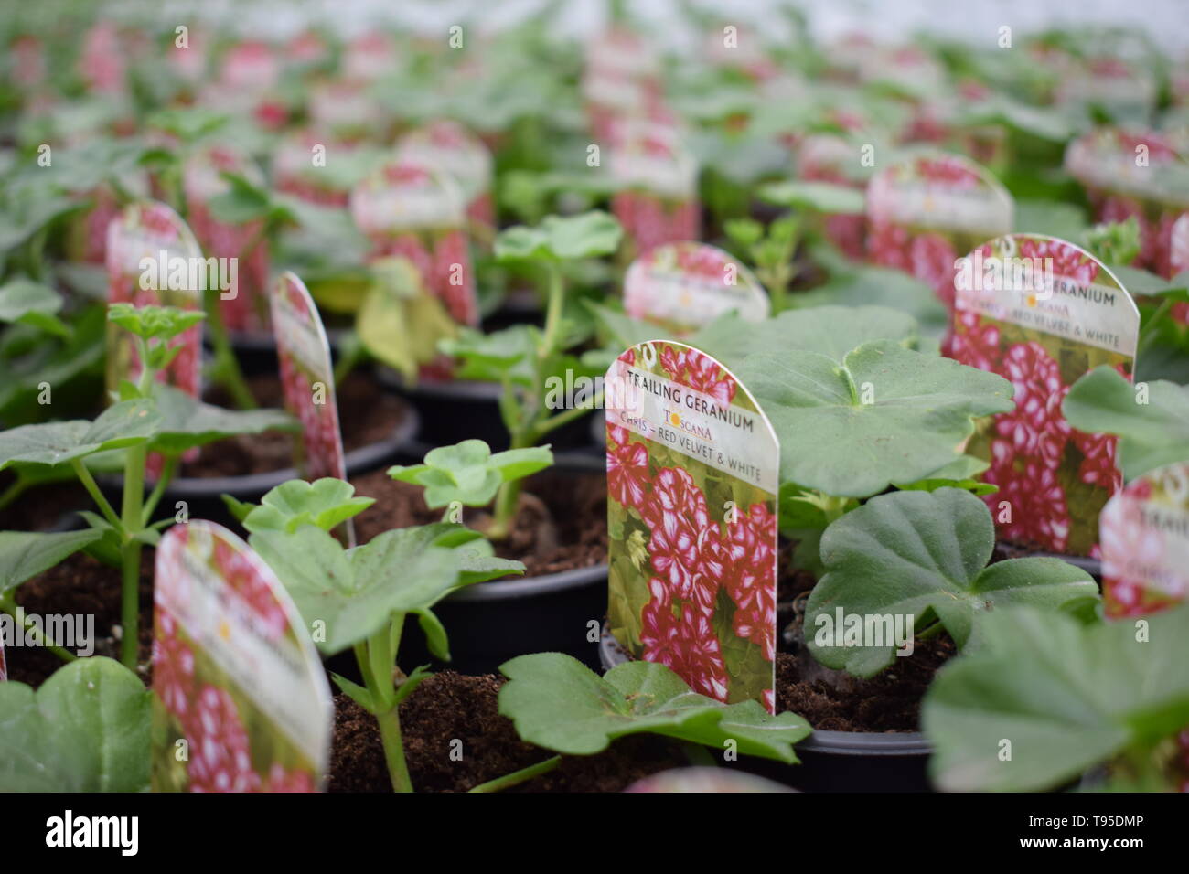 Fleurs, plantes d'été et de la literie Banque D'Images