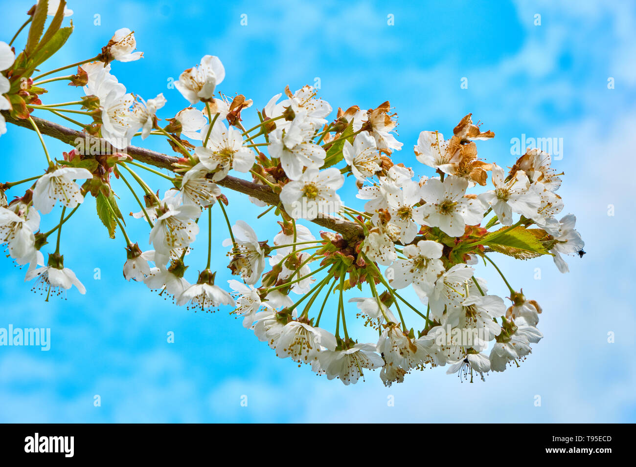 Fleur de cerisier sauvage. Banque D'Images