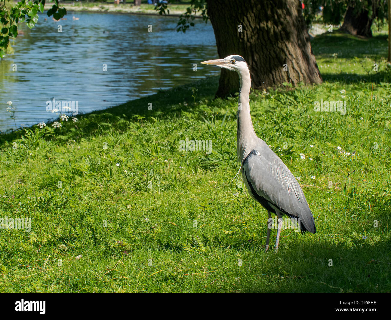 Un héron cendré (Ardea cinerea) attend par le côté d'une voie d'eau sur une journée d'été dans le quartier londonien de Regents Park, Royaume-Uni. Banque D'Images