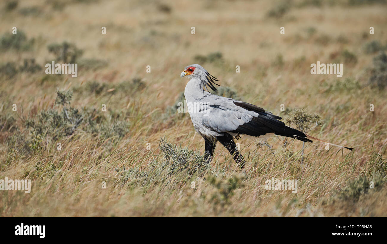 Oiseau Secrétaire, sagittaire serpentarius, un grand oiseau de proie africaine marche dans la savane namibienne. Banque D'Images