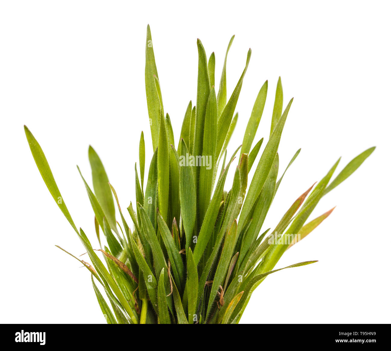 Gazon Green grass isolated on white Banque D'Images