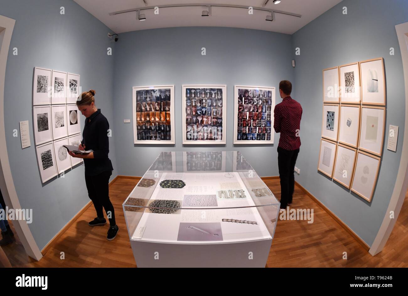 Jena, Allemagne. 17 mai, 2019. Les participants de la presse d' oeil à l'exposition "L'Art des formes de Nature dans le musée de la ville. L'exposition sur le 100e anniversaire de la mort de zoologiste, libre penseur et philosophe Ernst Haeckel (1834-1919) montre de nombreuses œuvres d'art originales par leur art et les questions d'Haeckel-signification historique. Il peut être vu à partir du 18 mai au 11 août. Crédit : Martin Schutt/dpa-Zentralbild/dpa/Alamy Live News Banque D'Images