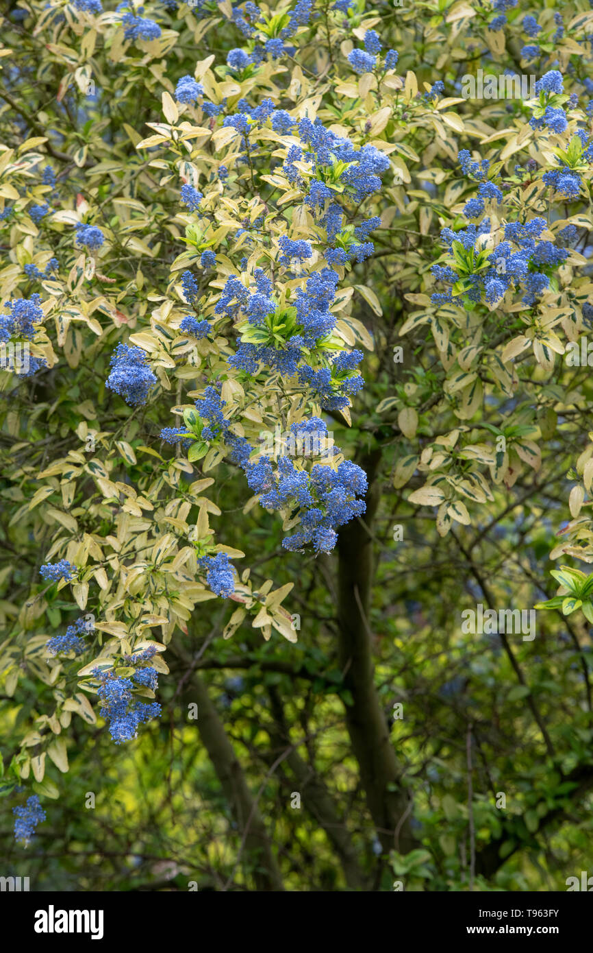 Ceanothus 'Pershore Zanzibar'. 'Lilas californien Pershore Zanzibar' Banque D'Images