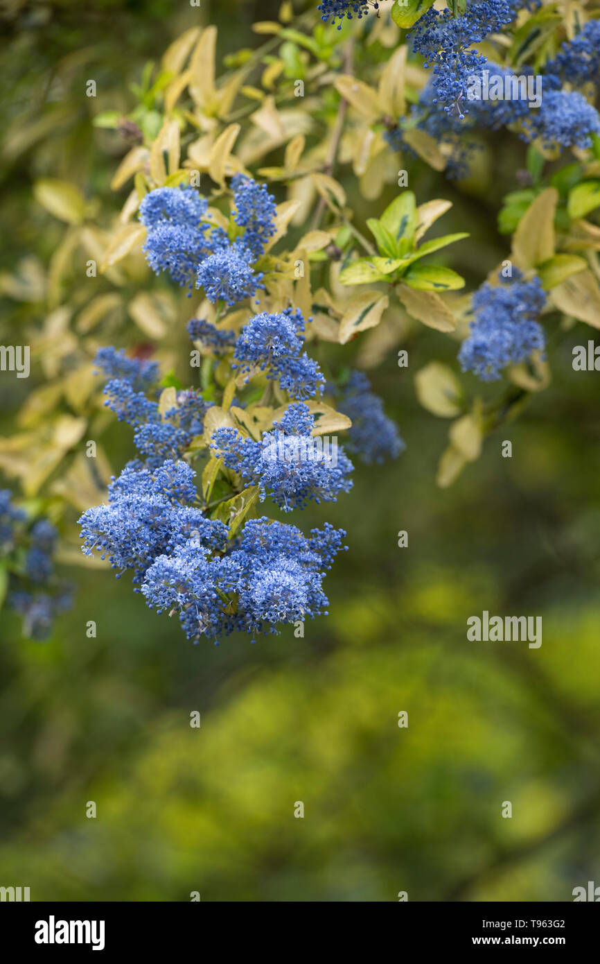 Ceanothus 'Pershore Zanzibar'. 'Lilas californien Pershore Zanzibar' Banque D'Images