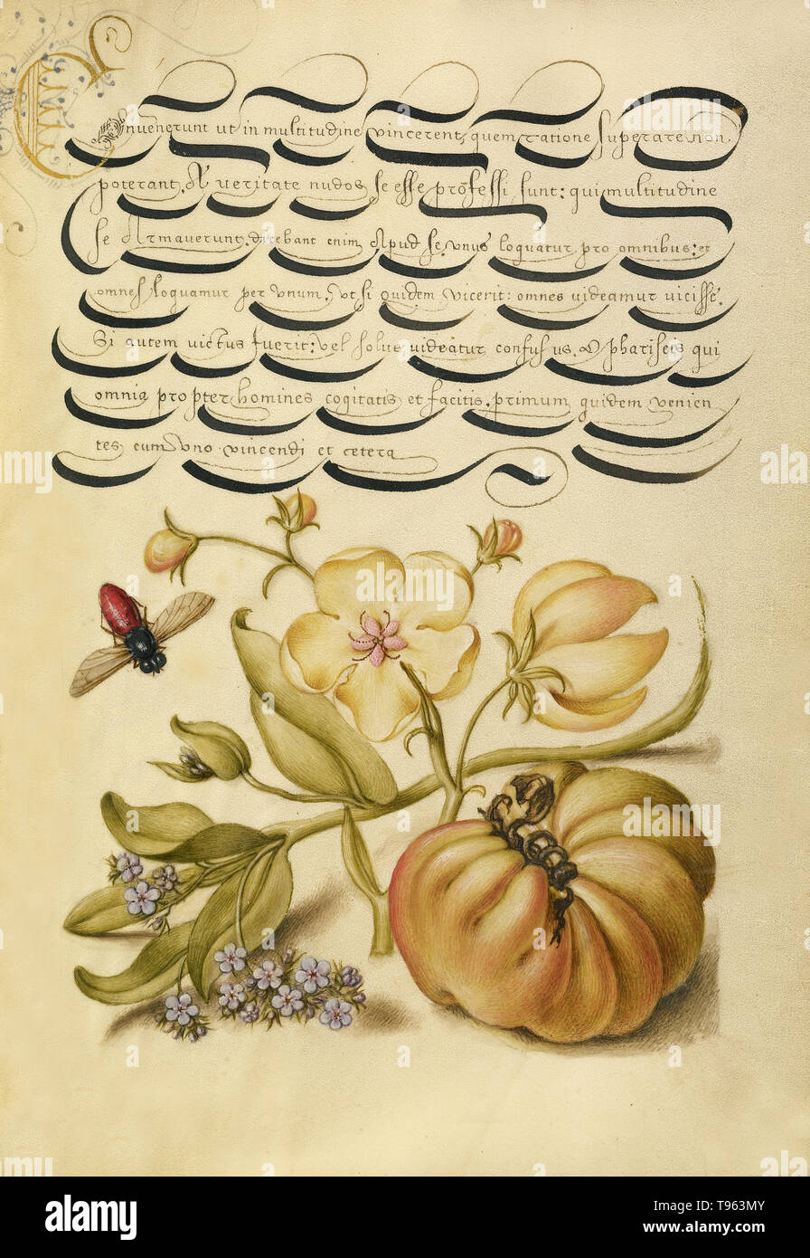 Insecte, espèce de Molène, Forget-Me-Not, et de la tomate. Joris Hoefnagel (/ hongrois, 1542 - 1600), et Georg Bocskay (Hongrois, est mort en 1575). Vienne, Autriche. 1561 - 1562 ; 1591 - 1596 ajouter l'éclairage. Aquarelles, peinture d'or et d'argent, et de l'encre sur parchemin. Banque D'Images