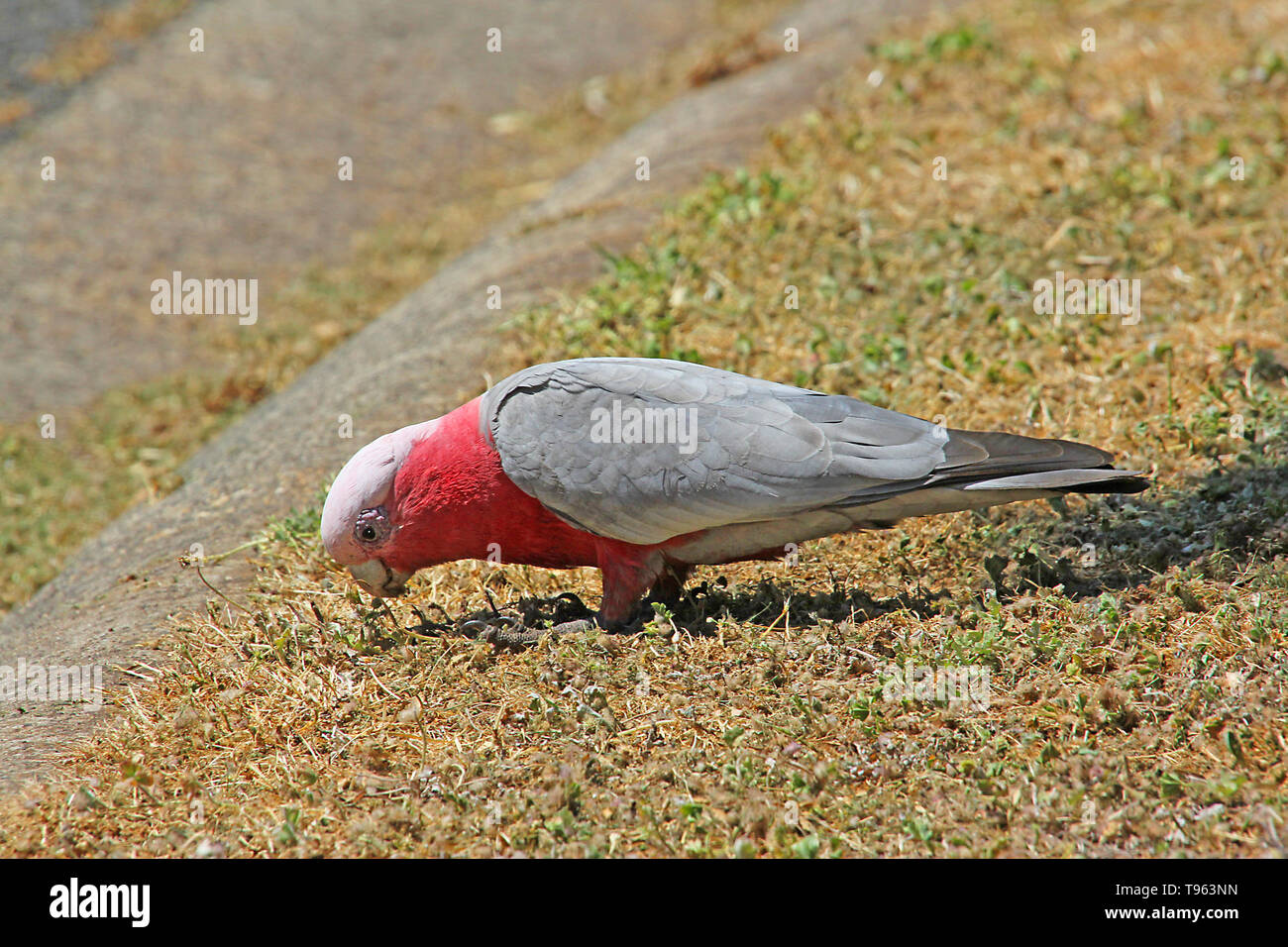Visiter l'Australie. Eolophus roseicapilla le cacatoès Rosalbin (commune) est un cacatoès australien. Il se trouve dans toute l'Australie, et est endémique à la partie continentale Banque D'Images