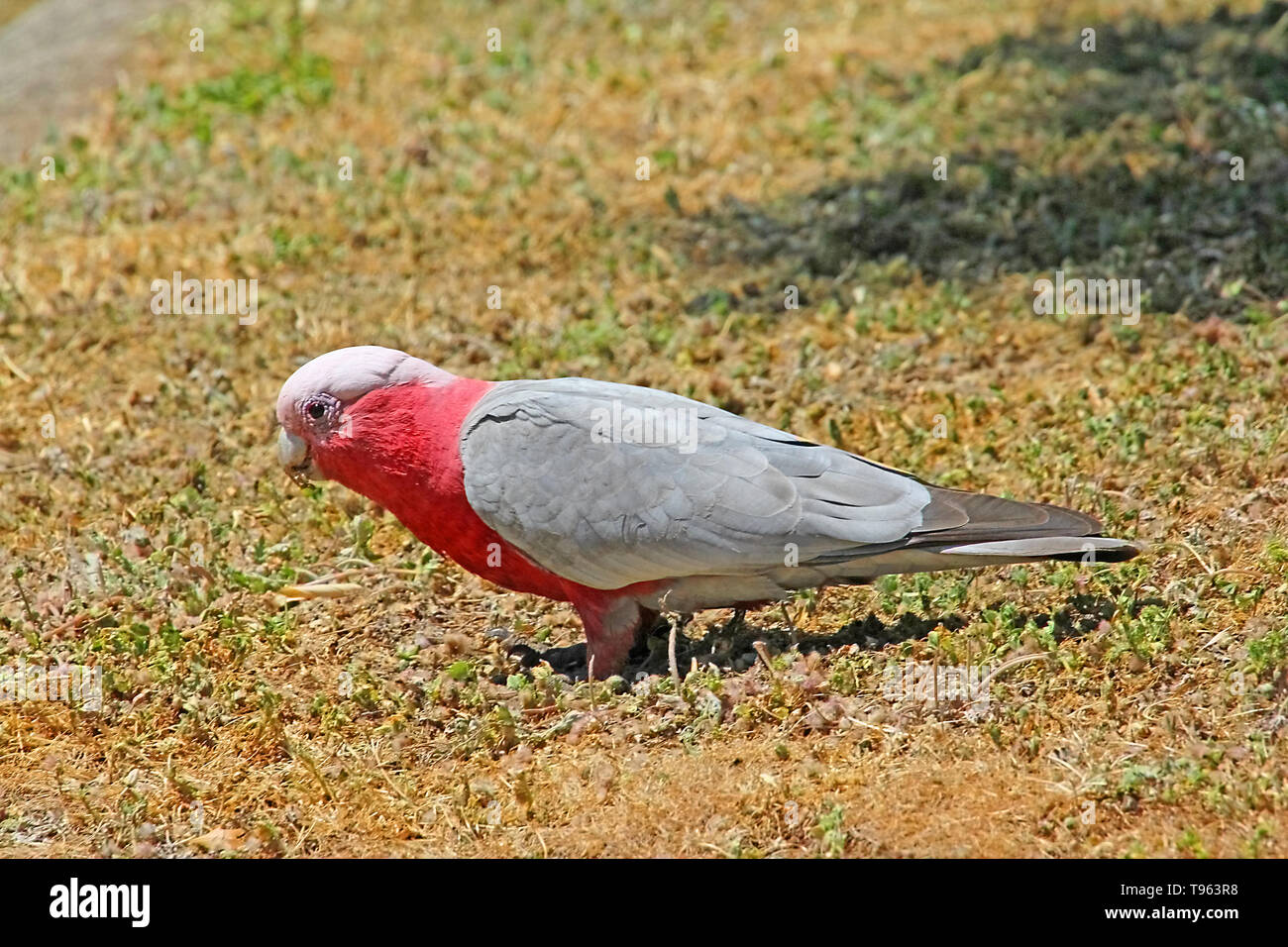 Visiter l'Australie. Eolophus roseicapilla le cacatoès Rosalbin (commune) est un cacatoès australien. Il se trouve dans toute l'Australie, et est endémique à la partie continentale Banque D'Images