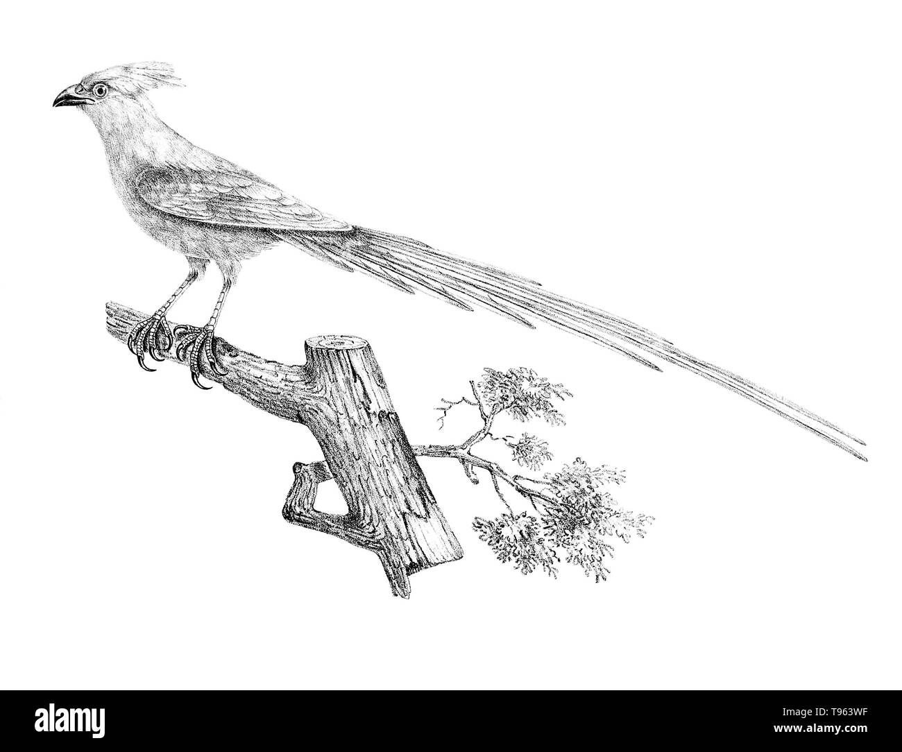 Mousebird du Sénégal, de la galerie des oiseaux du Cabinet d'histoire naturelle du jardin du roi, édition 1834, écrit par Louis Pierre vieillot, avec des plaques par Paul Louis Oudart. Cet oiseau est aujourd'hui connu sous le nom de blue-cou mousebird, Urocolius macrourus. Banque D'Images