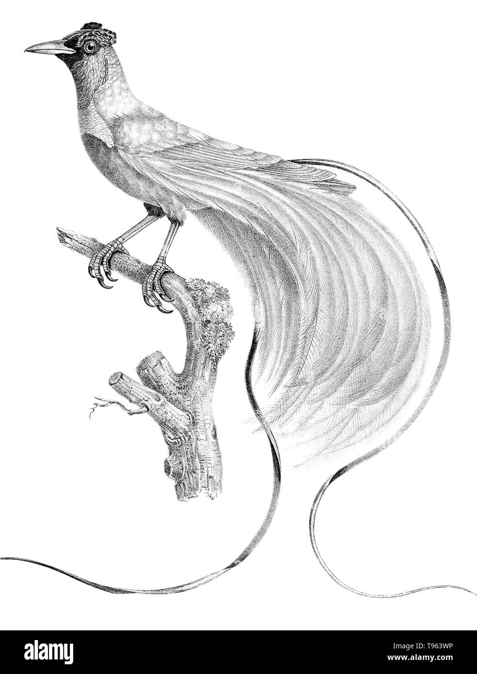 Red Bird-of-paradise (Paradisaea rubra) de sexe masculin, à partir de la galerie des oiseaux du Cabinet d'histoire naturelle du jardin du roi, édition 1834, écrit par Louis Pierre vieillot, avec des plaques par Paul Louis Oudart. La Red Bird-of-paradise est endémique de l'Indonésie Papous îles. Banque D'Images