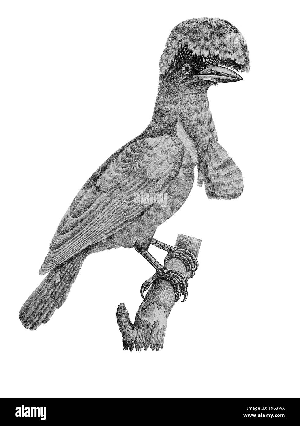 Amazonian Umbrellabird (Coracina cephaloptera Cephalopterus ornatus) maintenant, à partir de la galerie des oiseaux du Cabinet d'histoire naturelle du jardin du roi, édition 1834, écrit par Louis Pierre vieillot, avec des plaques par Paul Louis Oudart. Homme umbrellabirds ont un grand crest et une longue barbe plumeux. Banque D'Images