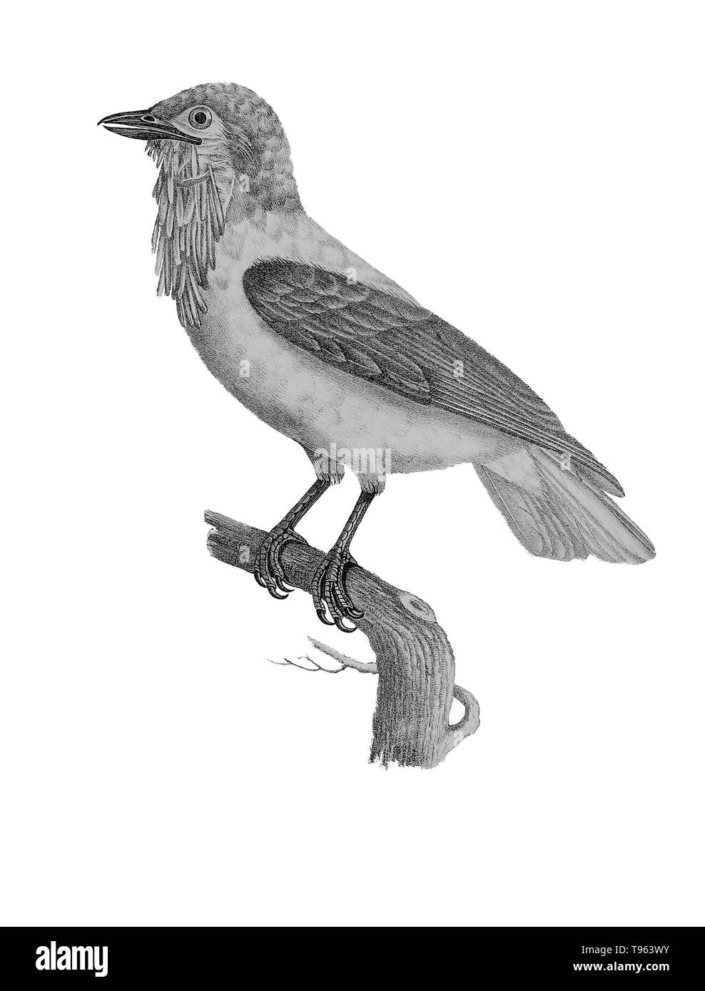 Homme (Procnias averano méliphage carillonneur barbus) de la galerie des oiseaux du Cabinet d'histoire naturelle du jardin du roi, édition 1834, écrit par Louis Pierre vieillot, avec des plaques par Paul Louis Oudart. Vieillot, un ornithologue français, a été le premier à décrire et à nommer un grand nombre d'espèces d'oiseaux de l'Amérique. Banque D'Images